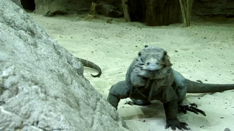 Rhinoceros Iguana Stock Footage 1090850