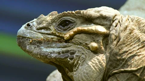 Rhinoceros Iguana Stock Footage 1090881
