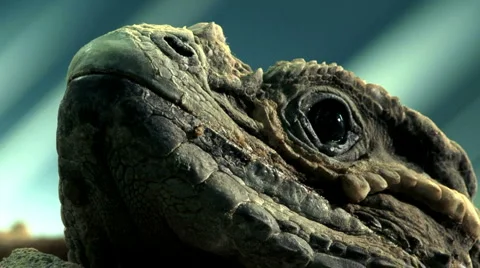 Rhinoceros Iguana Stock Footage 1090887