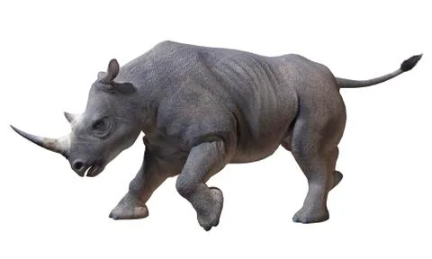 Rhinoceros isolated Stock Illustration