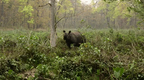 Rhinoceros in the jungle Stock Footage 33464085