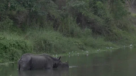 Rhinoceros lying in the river Видео 67347566