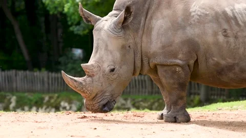 Rhinoceros in a park Stock Footage 137641894