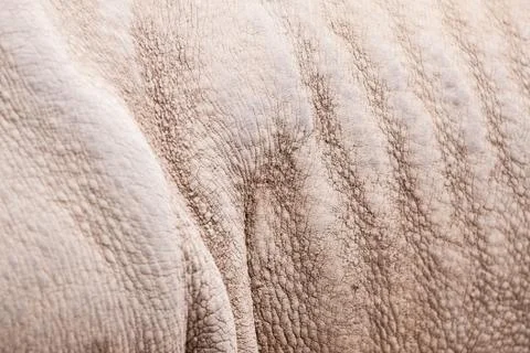 Rhinoceros pattern Foto stock