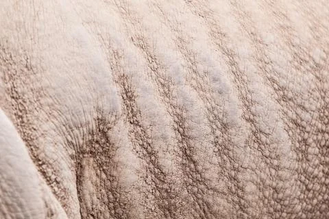 Rhinoceros pattern Stock Photos