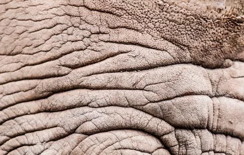 Rhinoceros pattern Stock Photos