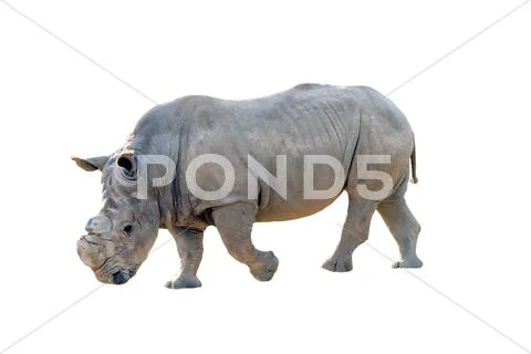 Rhinoceros Stock Photos