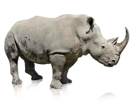 Rhinoceros Stock Photos