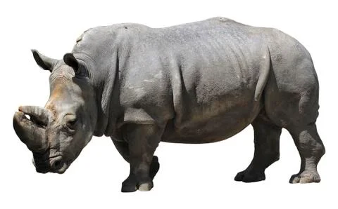 Rhinoceros Stock Photos