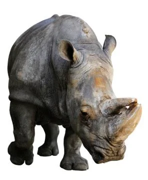 Rhinoceros Stock Photos