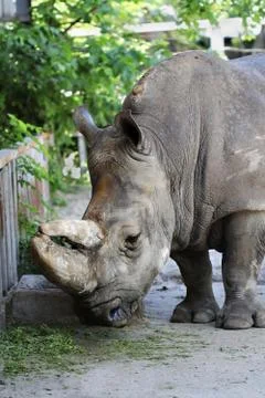 Rhinoceros Stock Photos