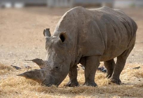 Rhinoceros Stock Photos
