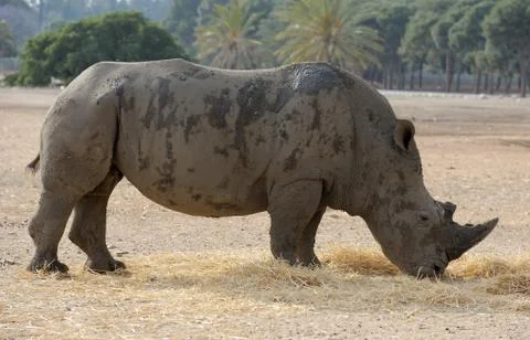 Rhinoceros Stock Photos