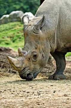 Rhinoceros Stock Photos