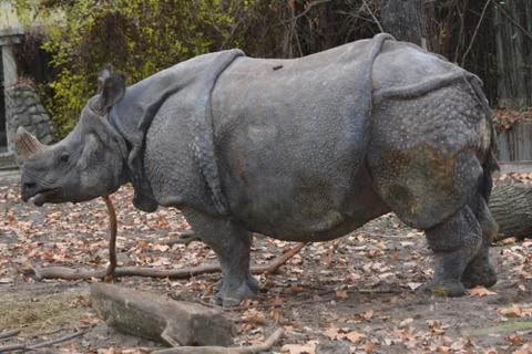 Rhinoceros Stock Photos