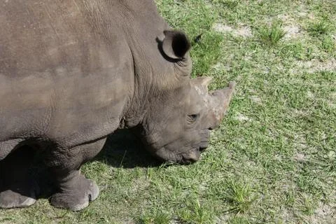 Rhinoceros Stock Photos