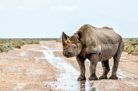 Rhinoceros Stock Photos