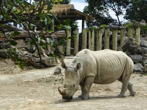 Rhinoceros Stock Photos