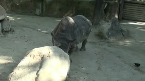 Rhinoceros relaxing Stock Footage 10591093
