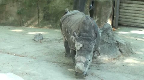 Rhinoceros relaxing Stock Footage 10591095