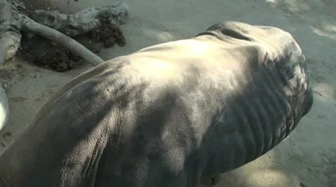 Rhinoceros relaxing Stock Footage 10591098