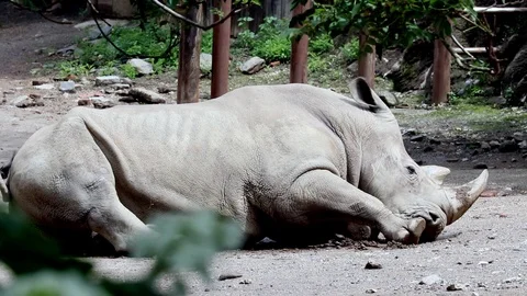 Rhinoceros resting Stock Footage 91153017