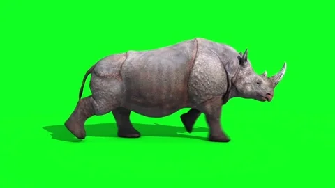 Rhinoceros Runcycle Side Green Screen Loop 3D Renderings Animations Animals Stock Footage