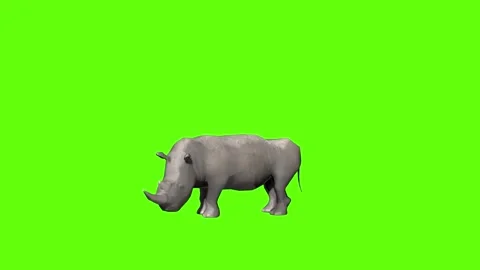 Rhinoceros simple attack  green screen animation 3D rendering Stock Footage 297491294