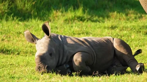 Rhinoceros Sitting Stock Footage 323138879