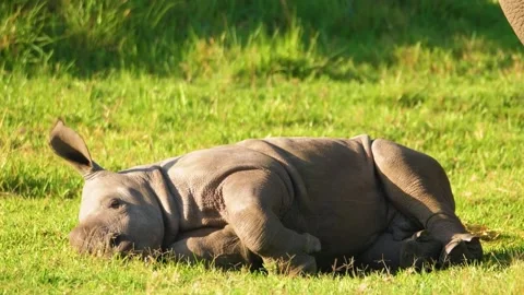 Rhinoceros Sitting Stock Footage 323138926