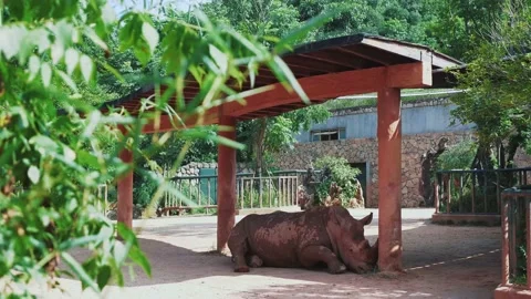 Rhinoceros sleeping in Summer Stock Footage 155678058