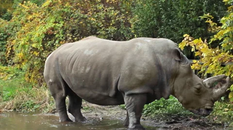 Rhinoceros Stands In Puddle Stock Footage 48706280