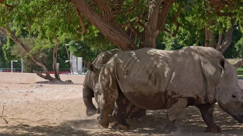 Rhinoceros stands under tree in the shade, representing endangered wildlife Stock Footage 306520733