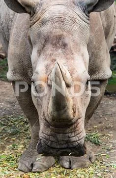 Rhinoceros staring in the eye Stock Photos