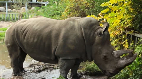 Rhinoceros Tramples Puddle Stock Footage 48706256