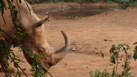 A Rhinoceros walking around Stock Footage 128644769