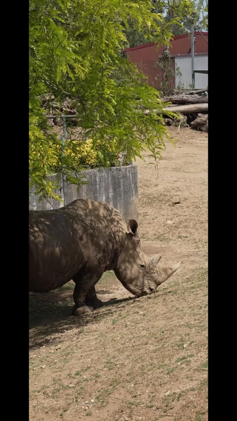 Rhinoceros Walking in a Zoo Stock Footage 342265372