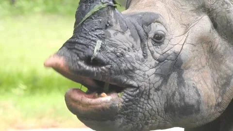 A rhinoceros in the wild Stock Footage 243369562