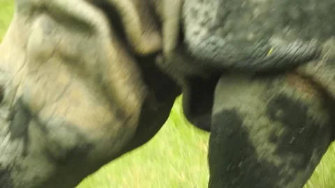 A rhinoceros in the wild 스톡 동영상 243369578