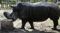 Rhinoceros in zoo HD Footage