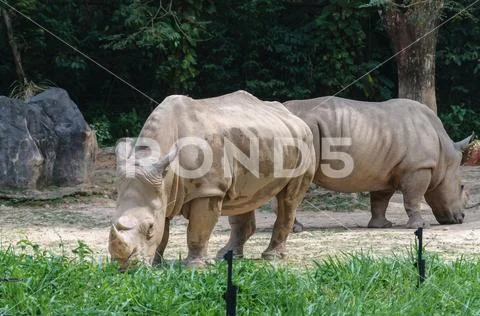 Rhinocerous Stock Photos