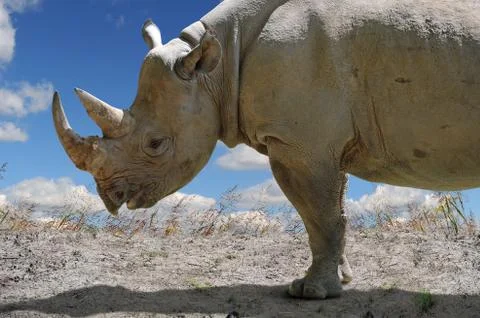 Rhinocerous in Profile View Stock Photos