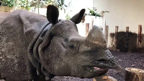 Rhinococeros eats in Wroclaw zoo Stock Footage 90811500