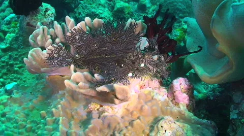 Rhinopias 動画素材 351168