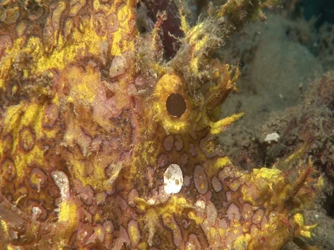 Rhinopias Stock Footage 98669150