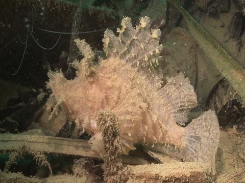 Rhinopias Stock Footage 98669154