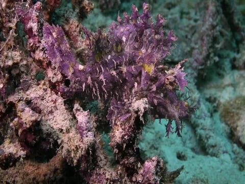 Rhinopias Stock Footage 98670017