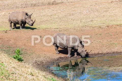 Rhino's Alert Drink Water Stock Photos