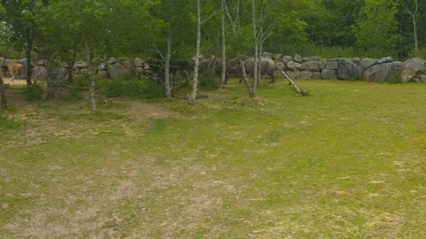 Rhinos chasing each other through trees Video stock 114395594