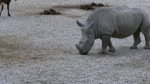 Rhinos in an enclosure Stock Footage 117725804